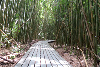 Maui, Pipiwai Trail, forêt de bambous